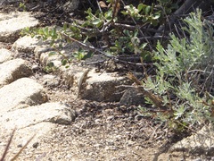 Ceanothus perplexans