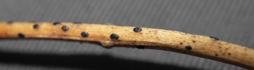 Lophodermium aucupariae