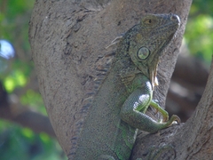 Iguana iguana