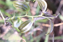 Smilax lanceifolia opaca