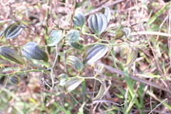 Smilax lanceifolia opaca