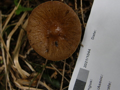 Agrocybe olivacea
