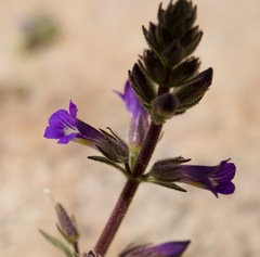 Stemodia durantifolia
