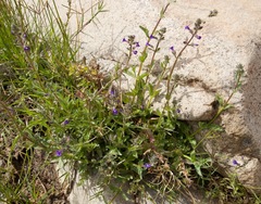 Stemodia durantifolia