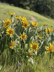 Wyethia helenioides