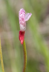 Clarkia epilobioides