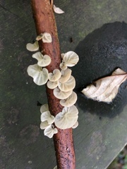 Campanella junghuhnii