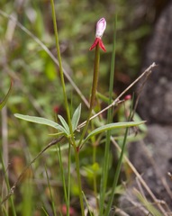 Clarkia epilobioides