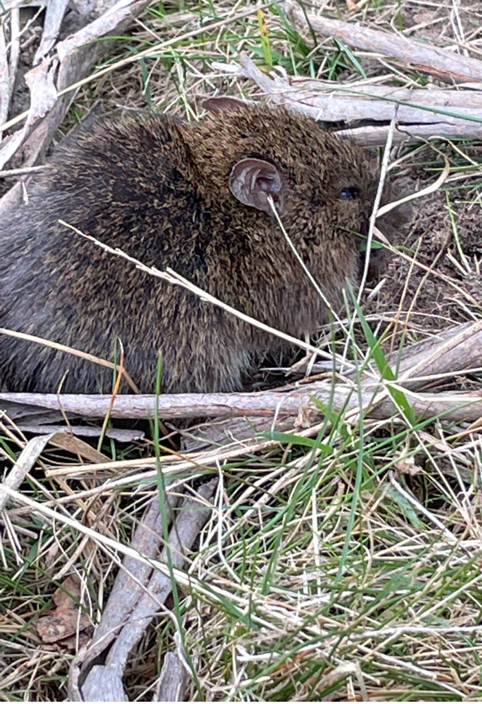 Australian Swamp Rat from Melbourne VIC, Australia on April 15, 2021 at