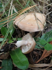 Rhodocybe piperita