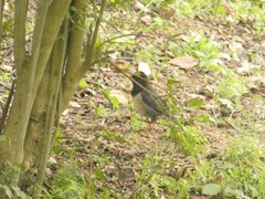 Turdus dissimilis