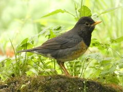Turdus dissimilis