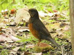 Turdus dissimilis