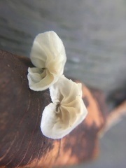 Campanella junghuhnii