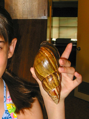 Lissachatina fulica