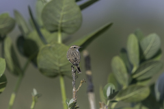 Saxicola macrorhynchus