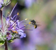 Protosmia rubifloris