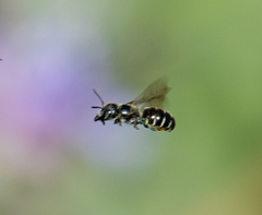 Protosmia rubifloris