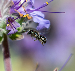 Protosmia rubifloris
