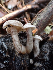 Asterophora mirabilis