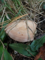 Rhodocybe piperita