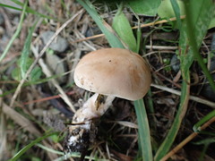 Rhodocybe piperita
