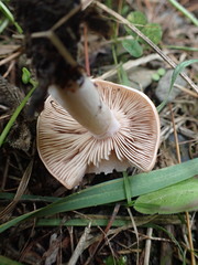 Rhodocybe piperita