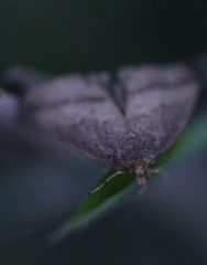 Lysimelia neleusalis