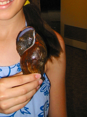 Lissachatina fulica