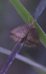 Lysimelia neleusalis