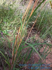 Themeda quadrivalvis