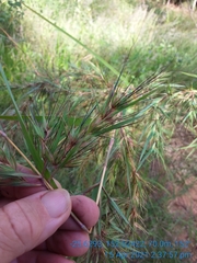 Themeda quadrivalvis