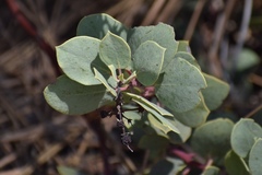 Arctostaphylos mewukka