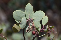 Arctostaphylos mewukka