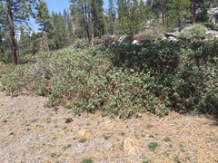 Arctostaphylos mewukka