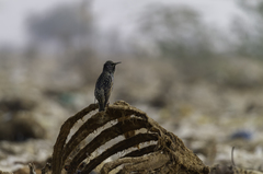 Sturnus vulgaris