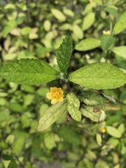 Sida rhombifolia