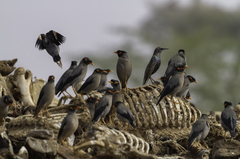 Acridotheres ginginianus