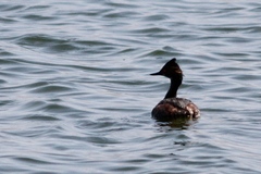 Podiceps nigricollis