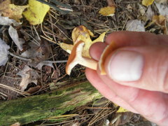 Lactarius oculatus