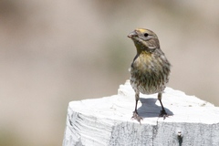 Haemorhous mexicanus