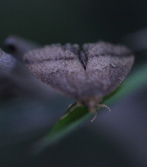 Lysimelia neleusalis