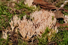 Phaeoclavulina flaccida