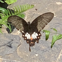 Papilio polytes stichius