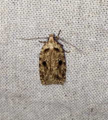 Agonopterix canadensis