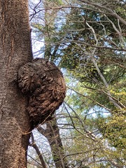 Tropicoporus linteus