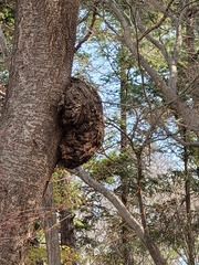 Tropicoporus linteus