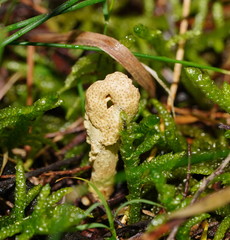 Cordyceps cranstounii