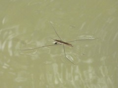 Aquarius elongatus