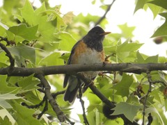 Turdus dissimilis
